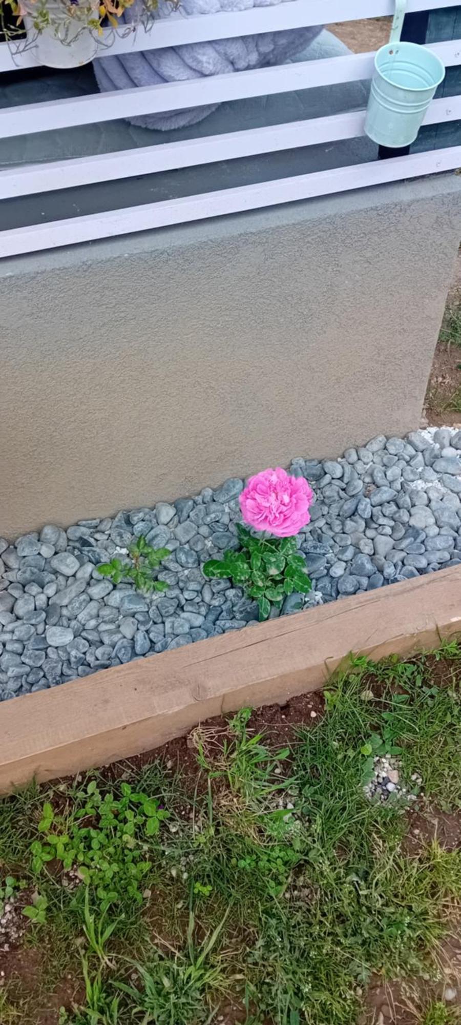 Rose Room 40M2 With Terrace 25M2 In Greeny Area For 4 Person Ljubljana Exterior photo